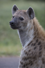 Obraz premium Portrait of free roaming african spotted hyena