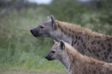 Portrait of free roaming african spotted hyena