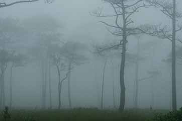 Black Tree with Fog in The Dark Pine Tree Forest.
