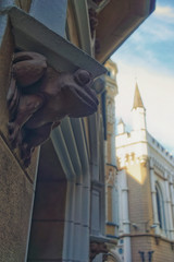 Fototapeta premium Frog on the facade of the house