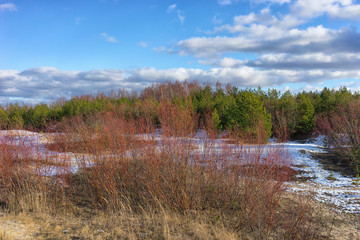 The dunes of the Baltic sea in spring