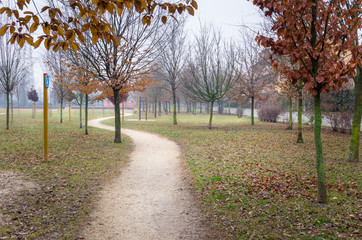 Winding Path with Leafless Trees on a FoggyWinter Day