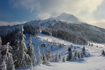 winter forest and mountains Carpathians