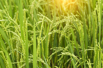 rice tree