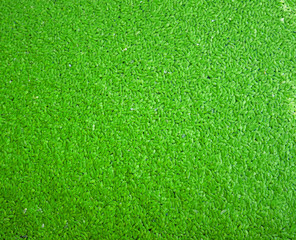 Fototapeta premium Water fern, or mosquito fern texture
