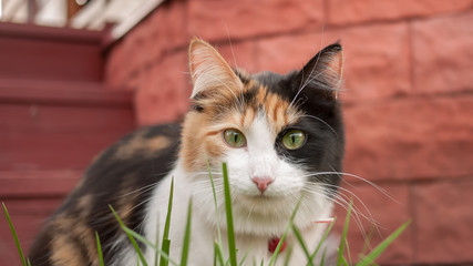 black white red cat looking through the grass.