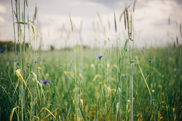 spring meadow with flowers and grass