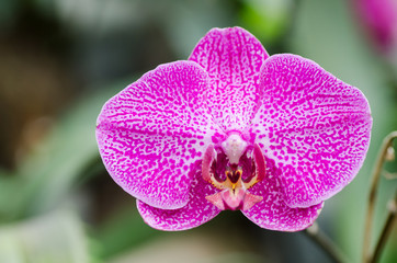 Pink Phalaenopsis orchid flower blossom in a garden
