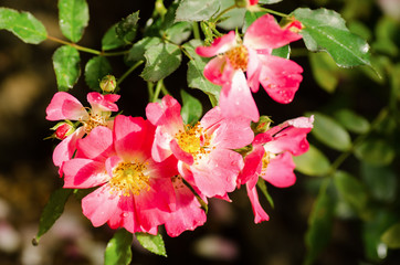 Pink rose flower blossom in a garden