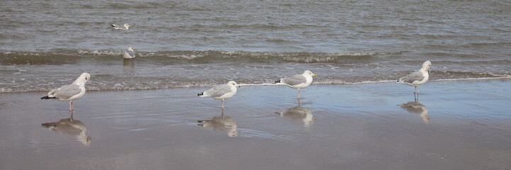 Möwen an der Küste, Scheveningen, Den Haag, Holland, Niederlande, Europa
