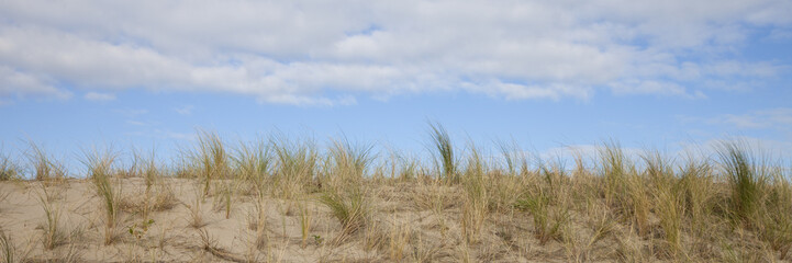 Strandgras, D&uuml;ne, Scheveningen, Den Haag, Holland, Niederlande, Europa