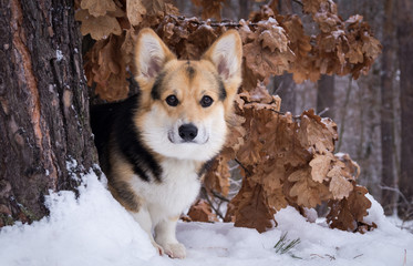 Welsh Corgi on a walk in the winter forest