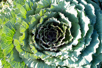Fototapeta premium Vegetable background. Closeup green cabbage, Fresh big cabbage o