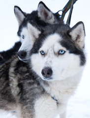 Obraz premium dog Husky in a kennel