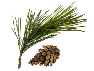 Fototapeta premium Pine branch or twig isolated