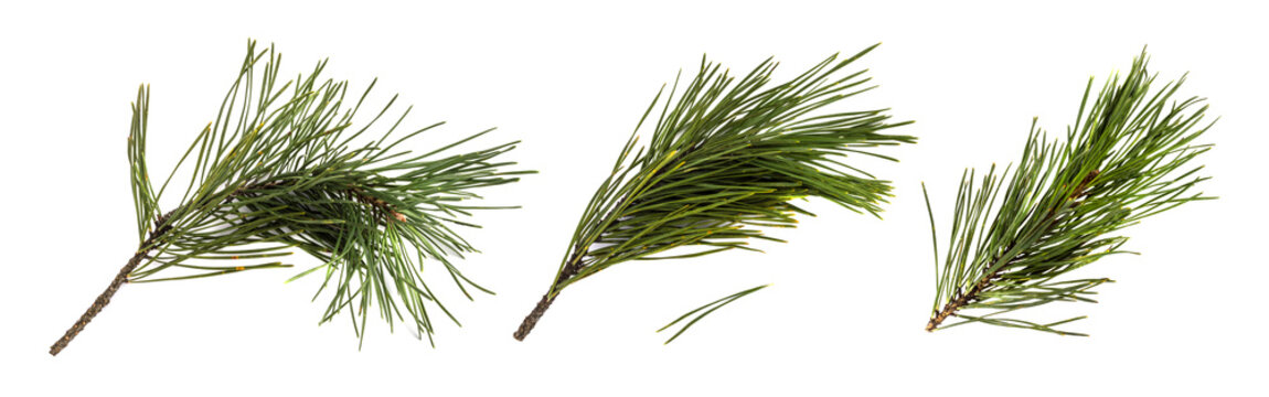 Pine Branch Or Twig Isolated