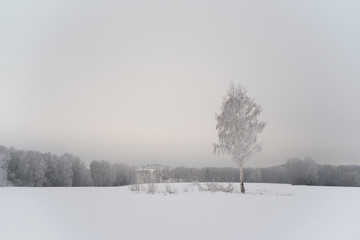 Snowy tree in a field