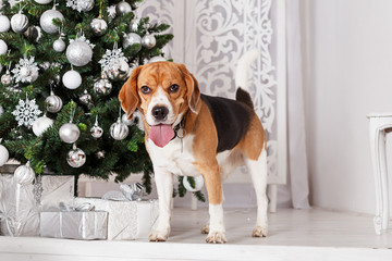 Beautiful beagle dog stands near a Christmas tree
