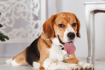 Adorable Beagle on a white background in Studio