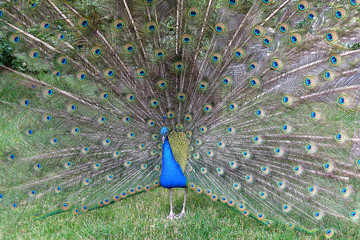 Obraz premium Peacock