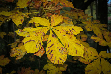 Huge Yellow Autumn Leaf