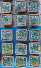 Cactus on wooden background, Cactus in pot background.(Many cact
