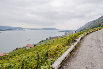 Obraz premium Ligerz, Dorf, Weinberg, Wanderweg, Kirche, See, Bielersee, Seeufer, Seerundfahrt, Herbst, Erntezeit, Herbstwanderung, Twann, Schweiz