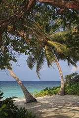 Palms on the spectacular Maldives seashore