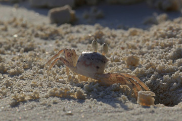 Ghost crab near his burrow on sandy beach of Maldives islands