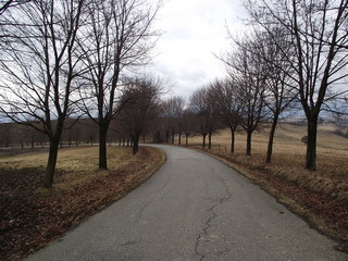 Road in autumn forest