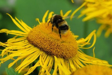 Bee On A Dandelion