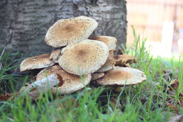 Tree mushrooms