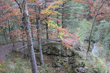 Autumn forest walking