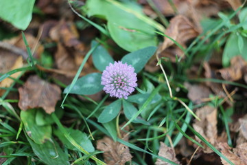 Wild clover