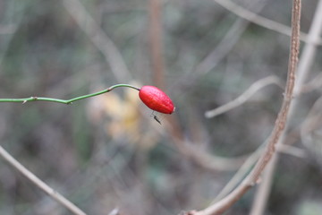 Mosquito on rose hip