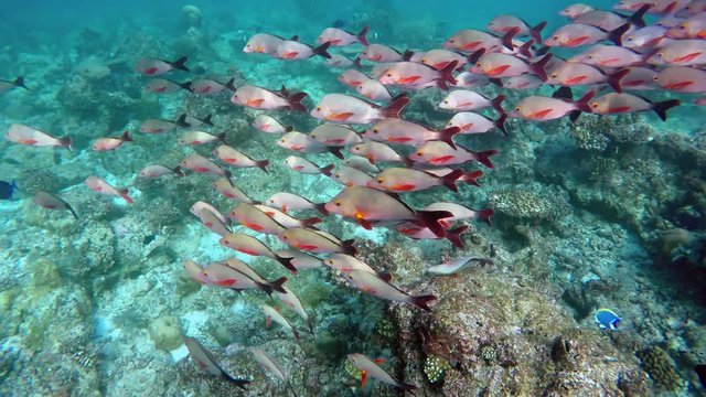 viele Fisch (Buckel-Schnapper) schwimmen im Schwarm durch ein Riff