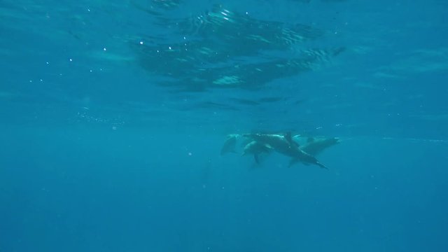 mehrere Streifendelfine schwimmen im Ozean