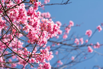 SAKURA , Amazing pink flowers (sky background)