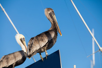 Big brown pelicans in port of Islamorada, Florida Keys, USA