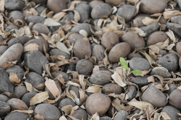 sapling growth on pebble and dry leaf background