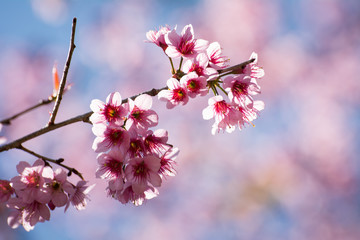 SAKURA , Amazing pink flowers (sky background)