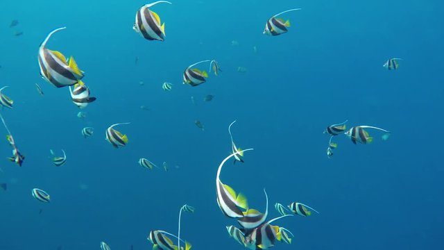 ein Schwarm von Wimpelfischen schwimmen im Ozean
