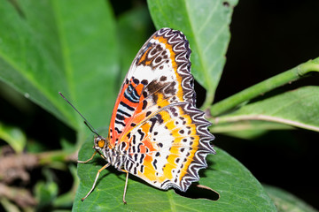 The Leopard Lacewingss Butterfly