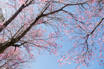 SAKURA , Amazing pink flowers (sky background)