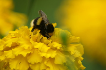 Bumblebee on a flower.