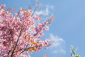 SAKURA , Amazing pink flowers (sky background)