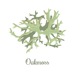 oakmoss or Evernia prunastri. lichen