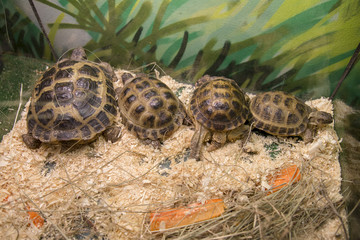 Turtle on the white background