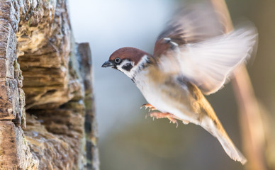 Tree sparrow