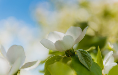Spring. Blossoming tree brunch with white flowers